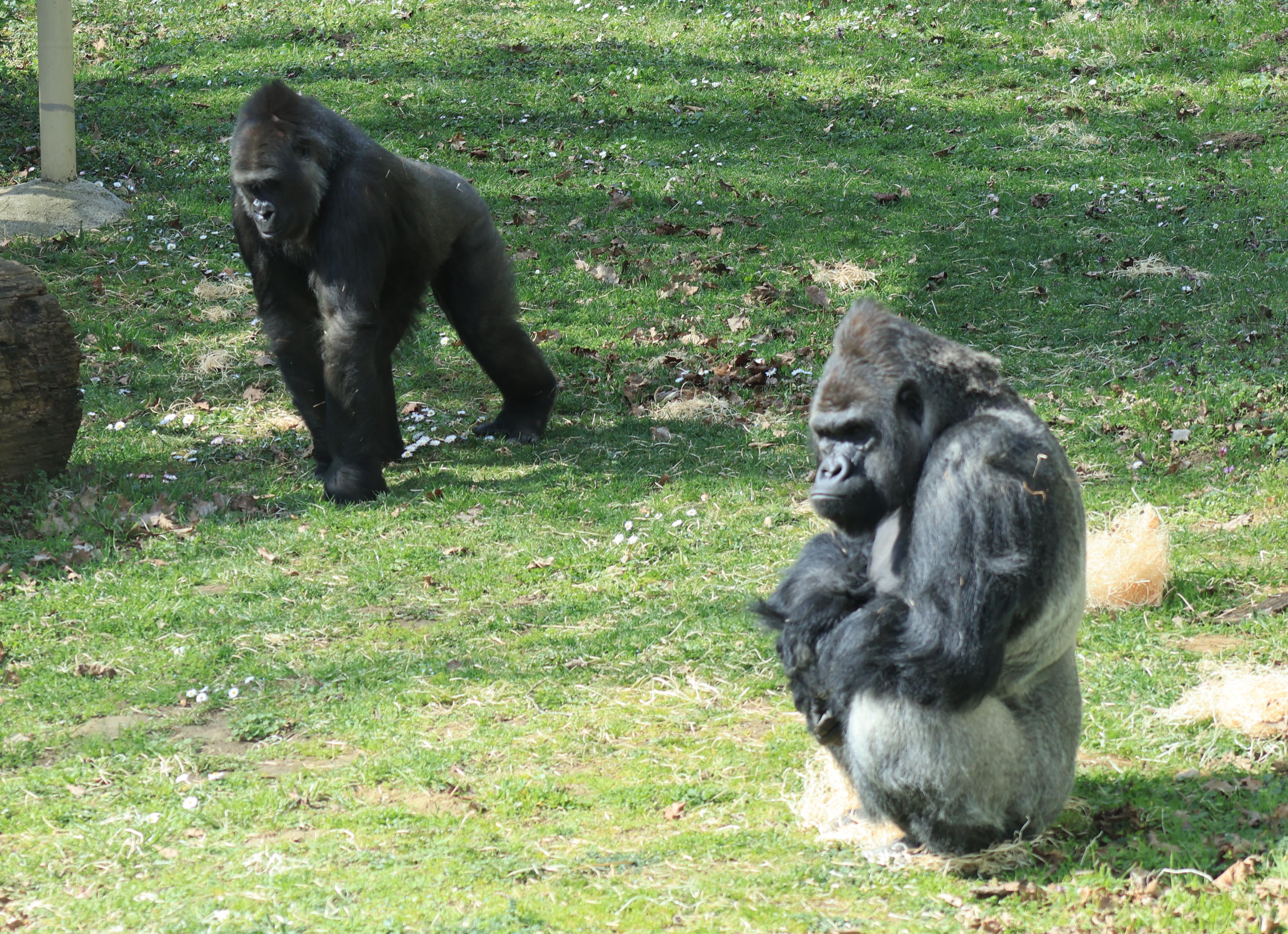 Gorilla nőstény érkezett Állatparkunkba
