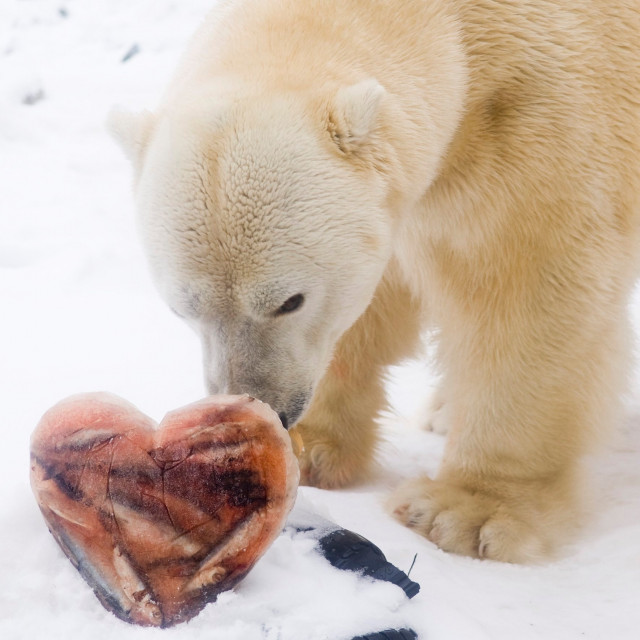 Február 27 a Jegesmedvék Világnapja!