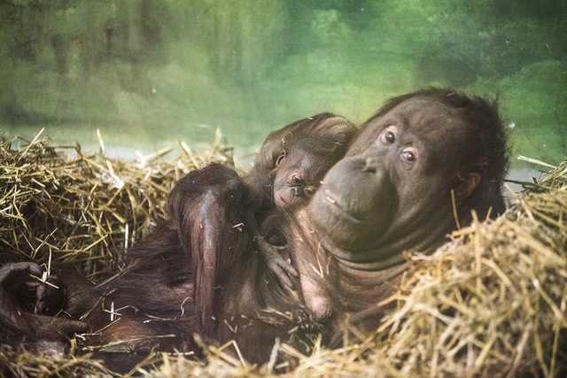 Megszületett az ország első borneói orangután bébije!