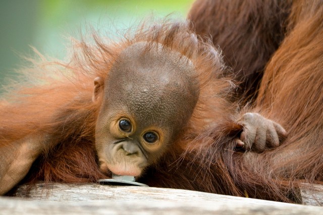 Szépen növekszik Ruti, az ország első borneói orangután bébije.