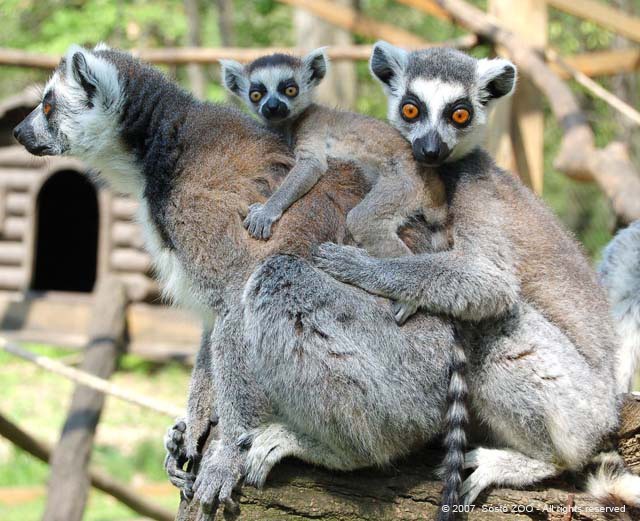 A Pangea hangulata
