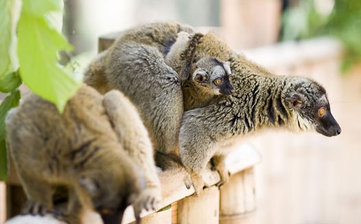 Ritka makik a Sóstó ZOO-ban